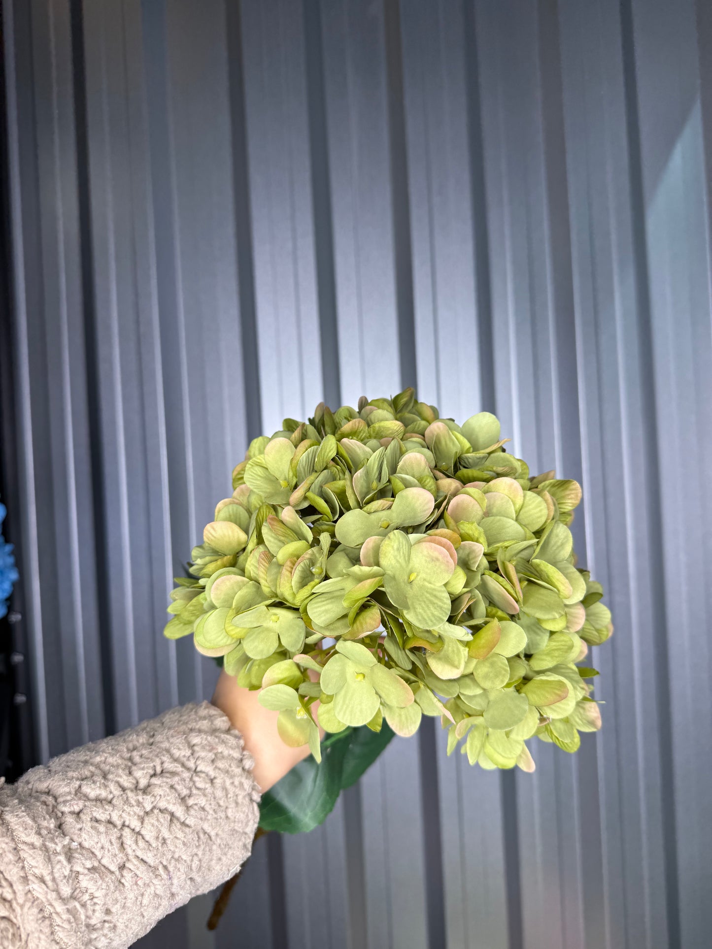 Natural Green Single Head Hydrangea