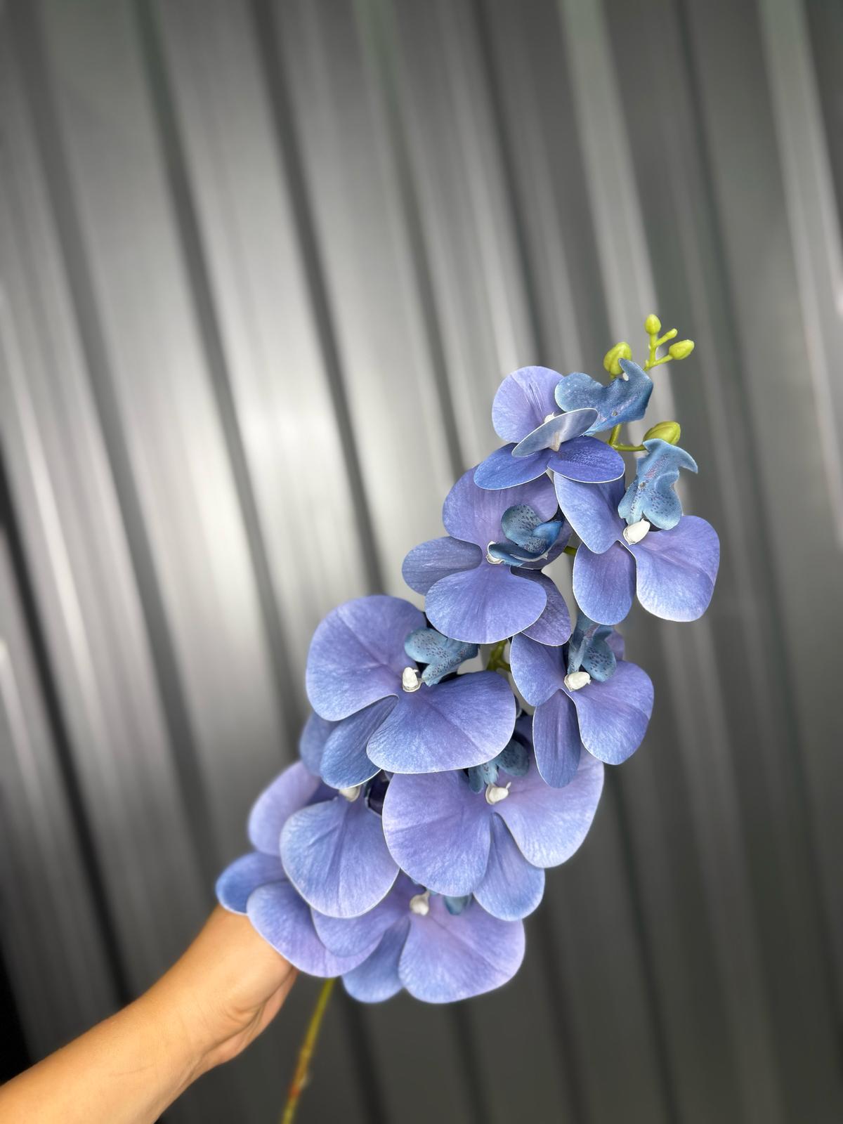 Purple Orchid