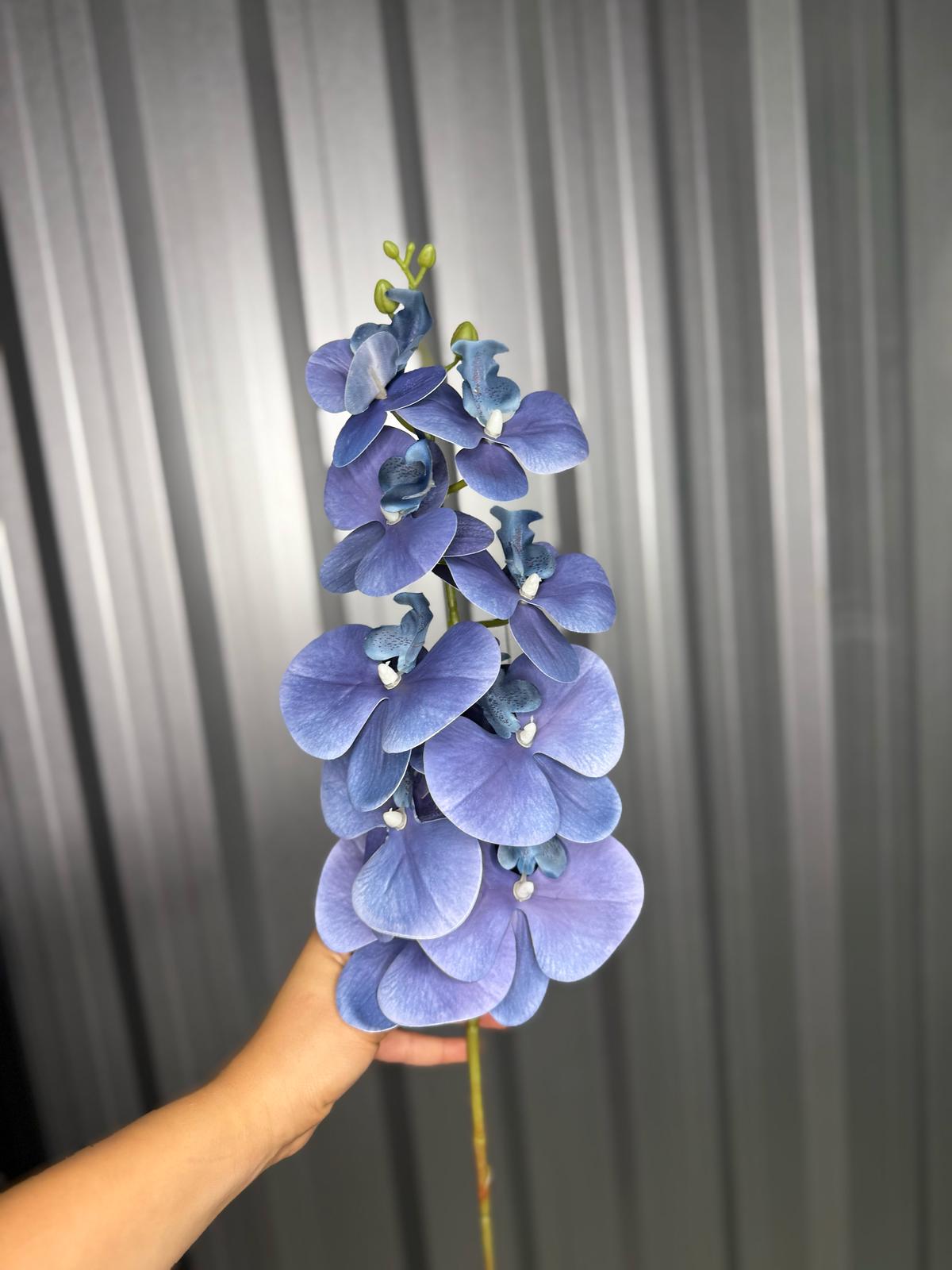 Purple Orchid