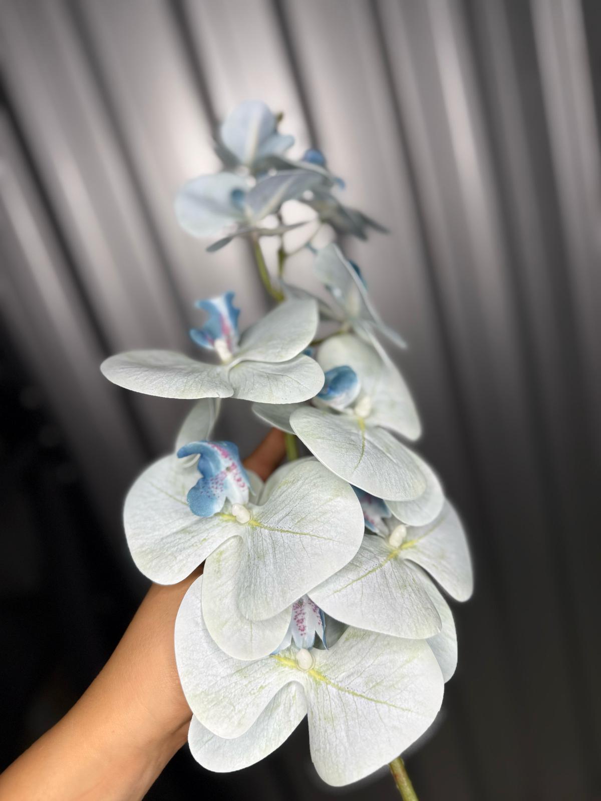 Sky Blue Orchid
