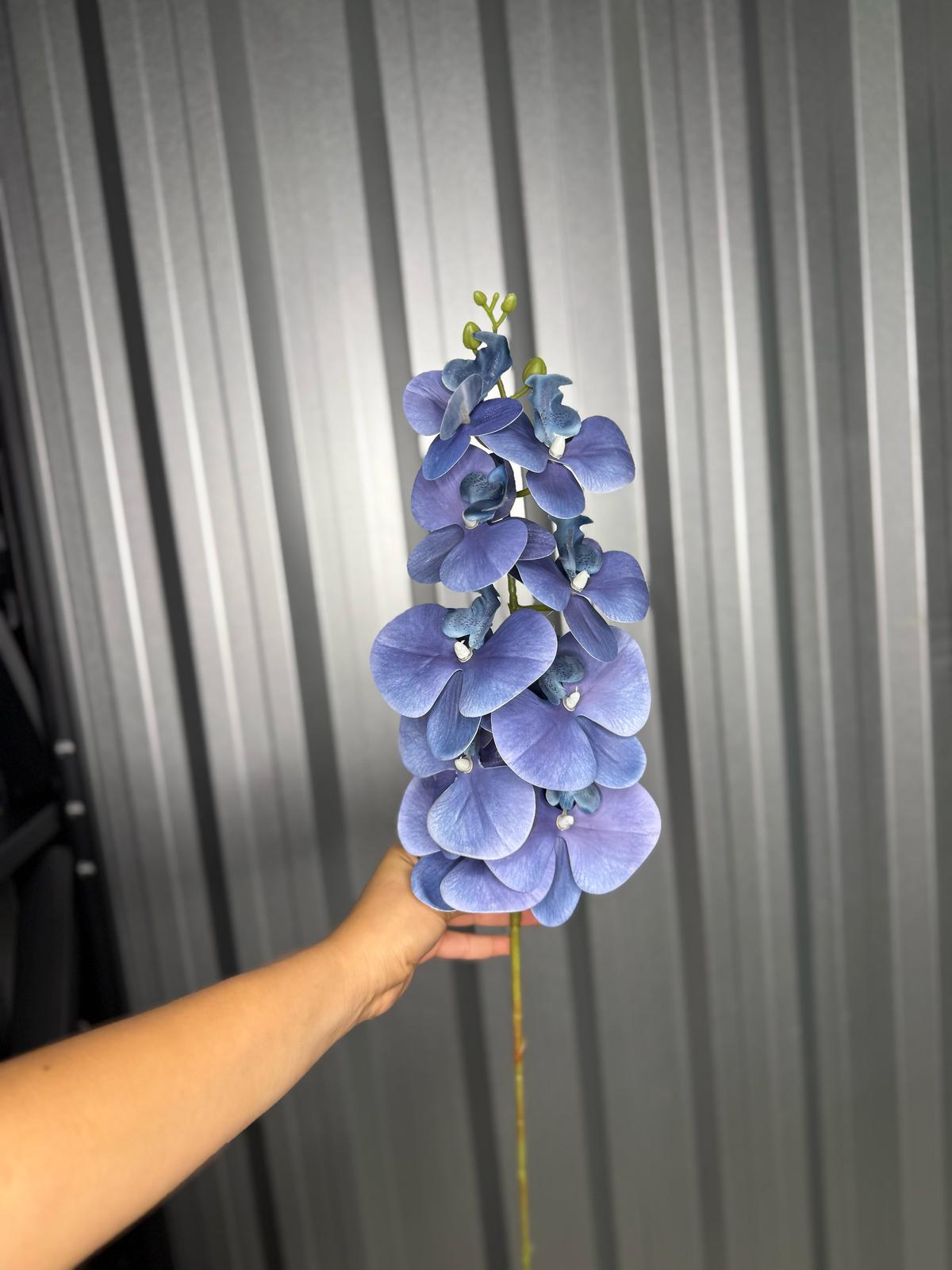 Purple Orchid