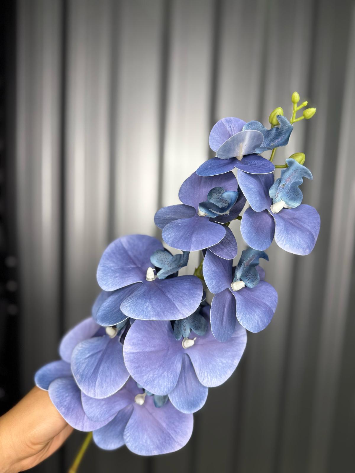 Purple Orchid