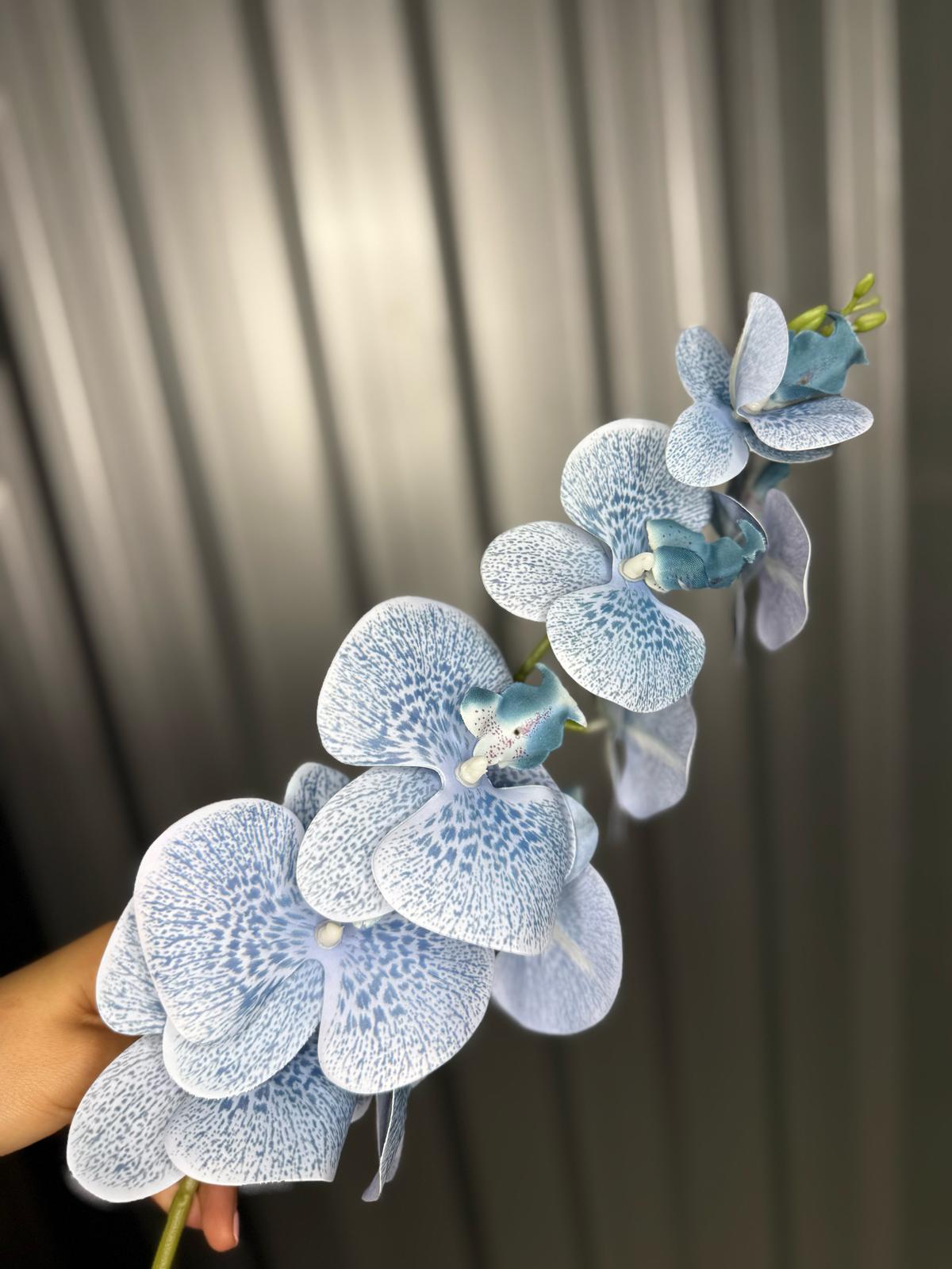 Baby Blue Fusion Orchid