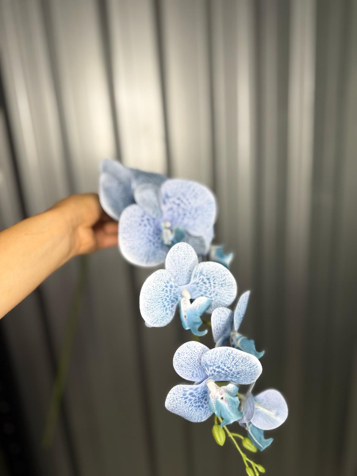 Baby Blue Fusion Orchid