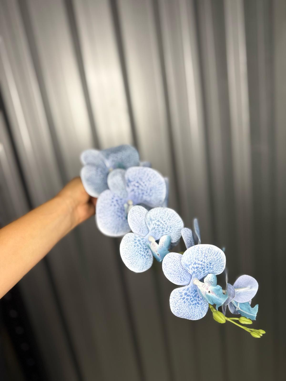 Baby Blue Fusion Orchid