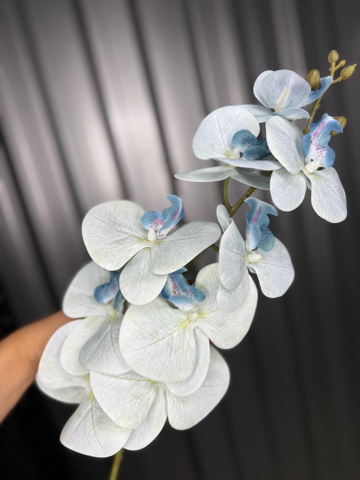 Sky Blue Orchid