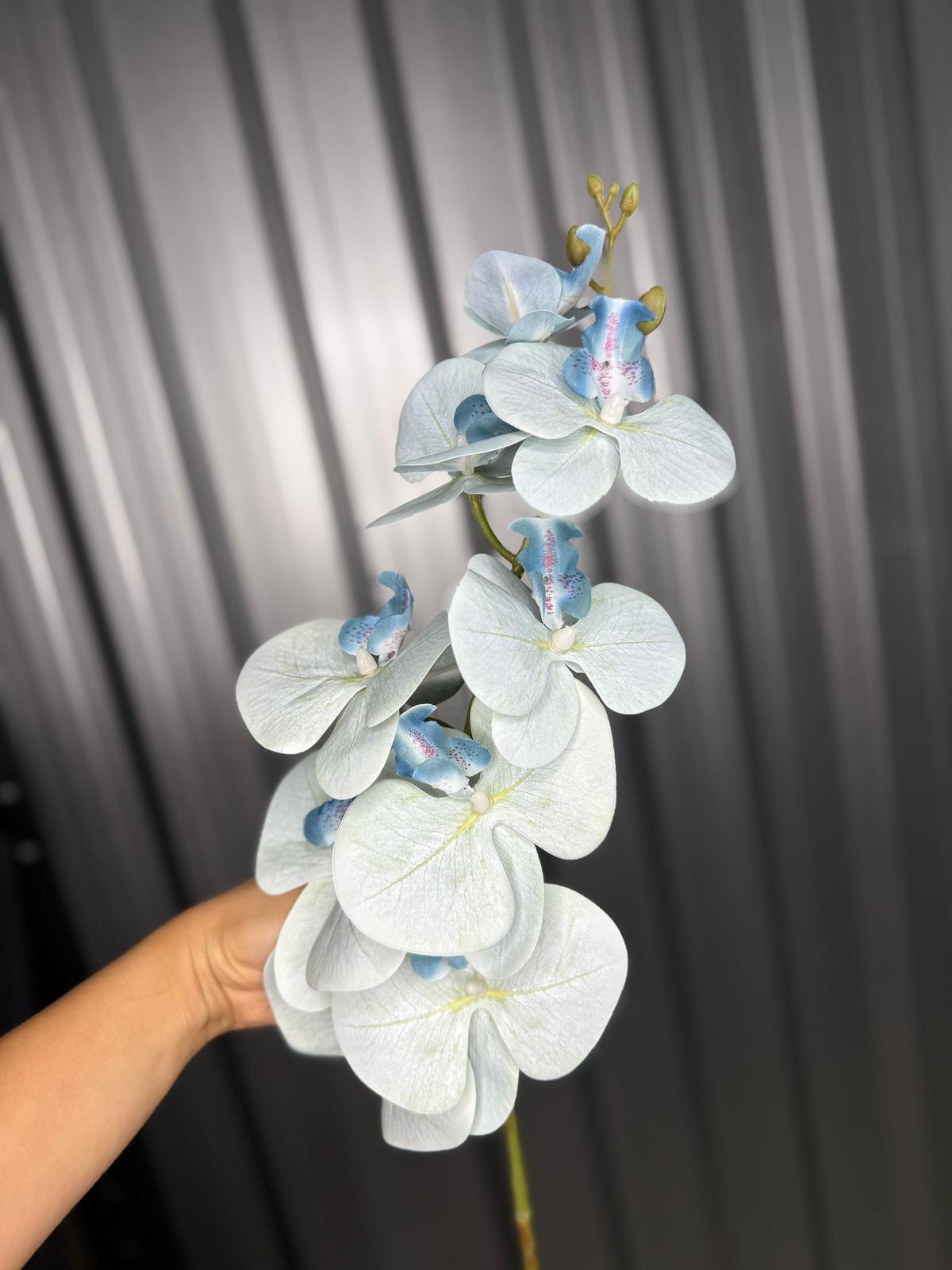 Sky Blue Orchid