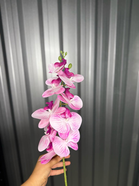 Light Pink & White Fusion Orchid