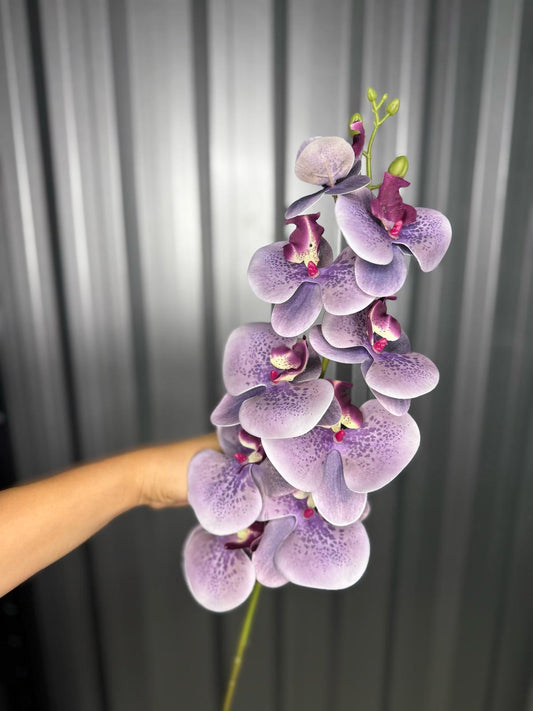 Purple & White Fusion Orchid