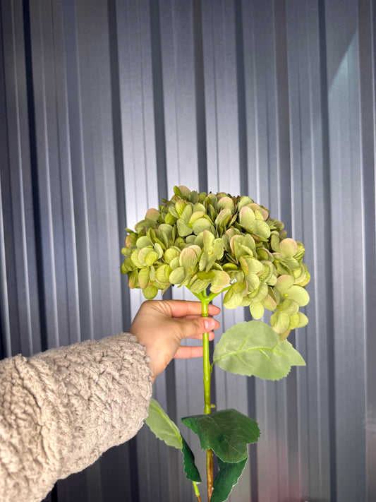Natural Green Single Head Hydrangea