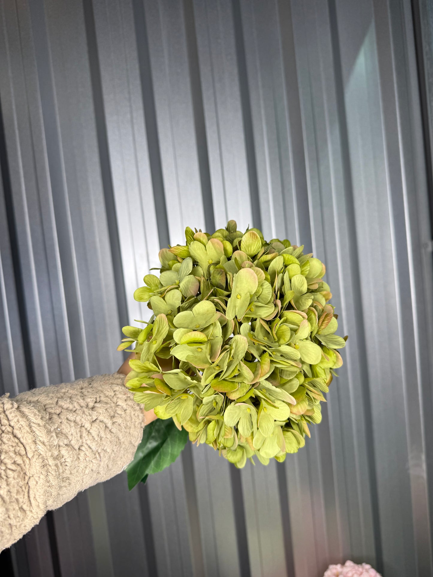 Natural Green Single Head Hydrangea