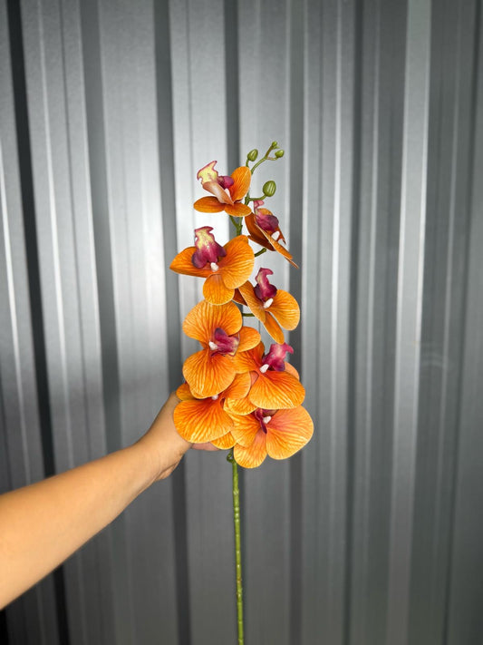 Burnt Orange Orchid
