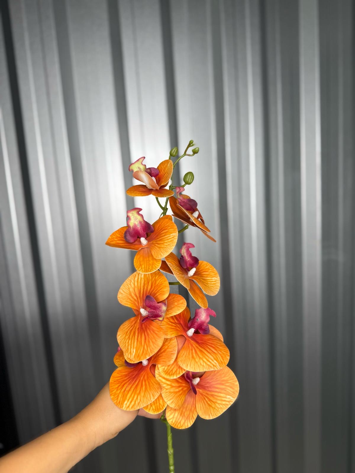 Burnt Orange Orchid