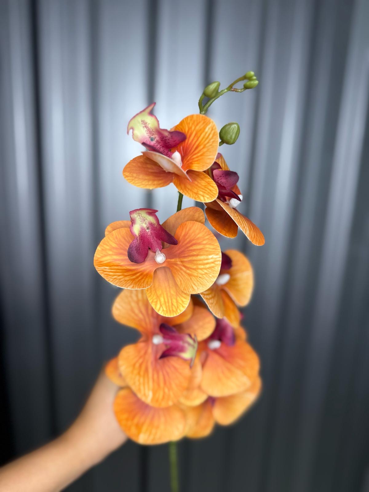 Burnt Orange Orchid