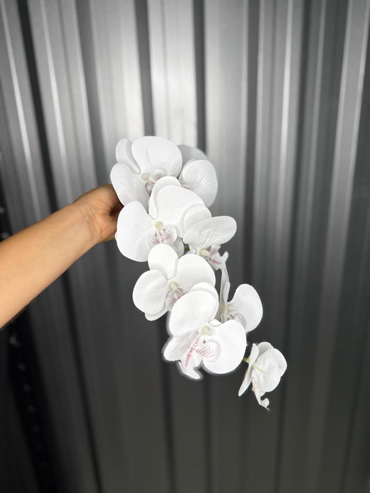 White Orchid