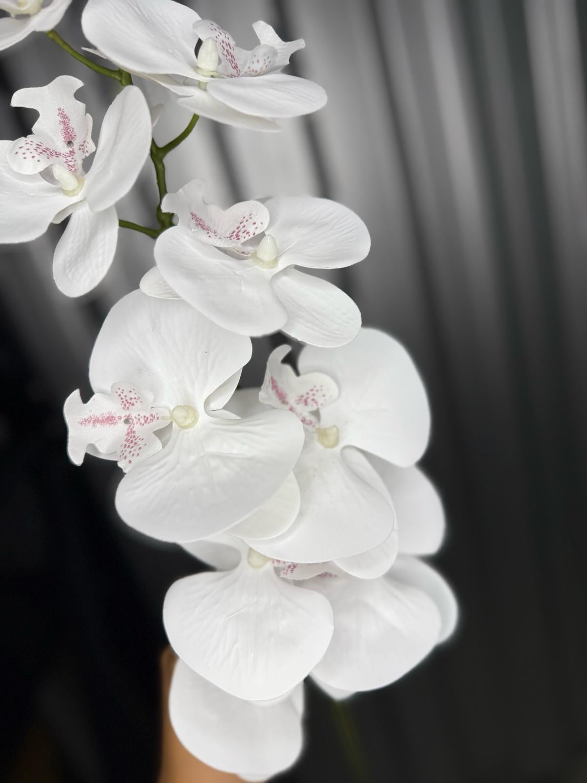White Orchid