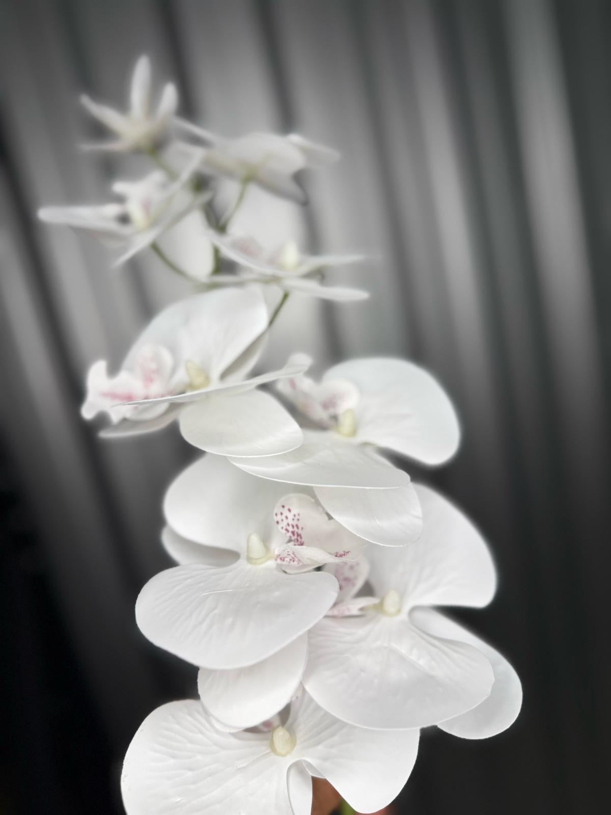 White Orchid