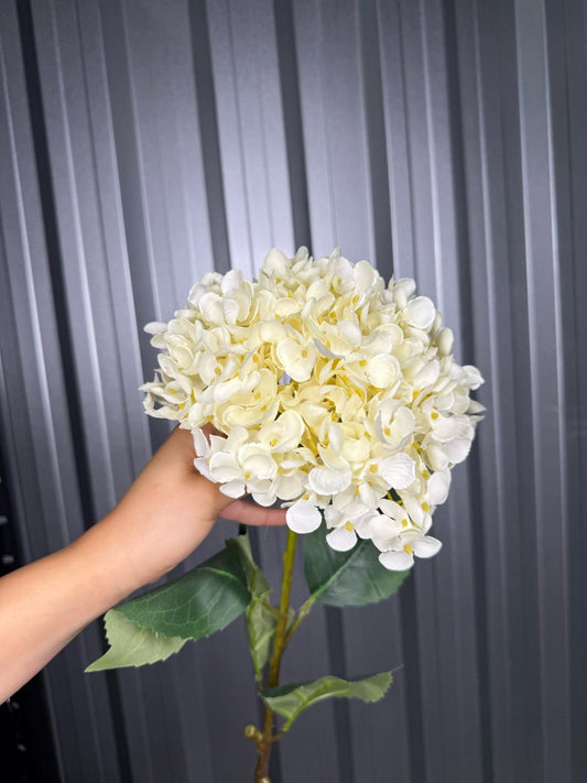 White Single Head Hydrangea
