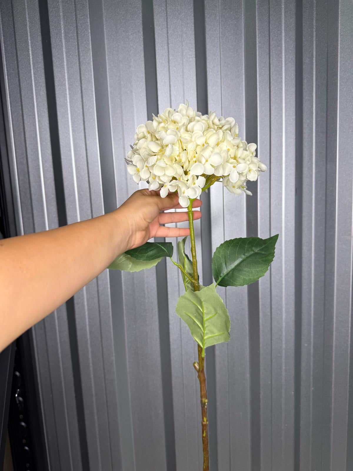 White Single Head Hydrangea