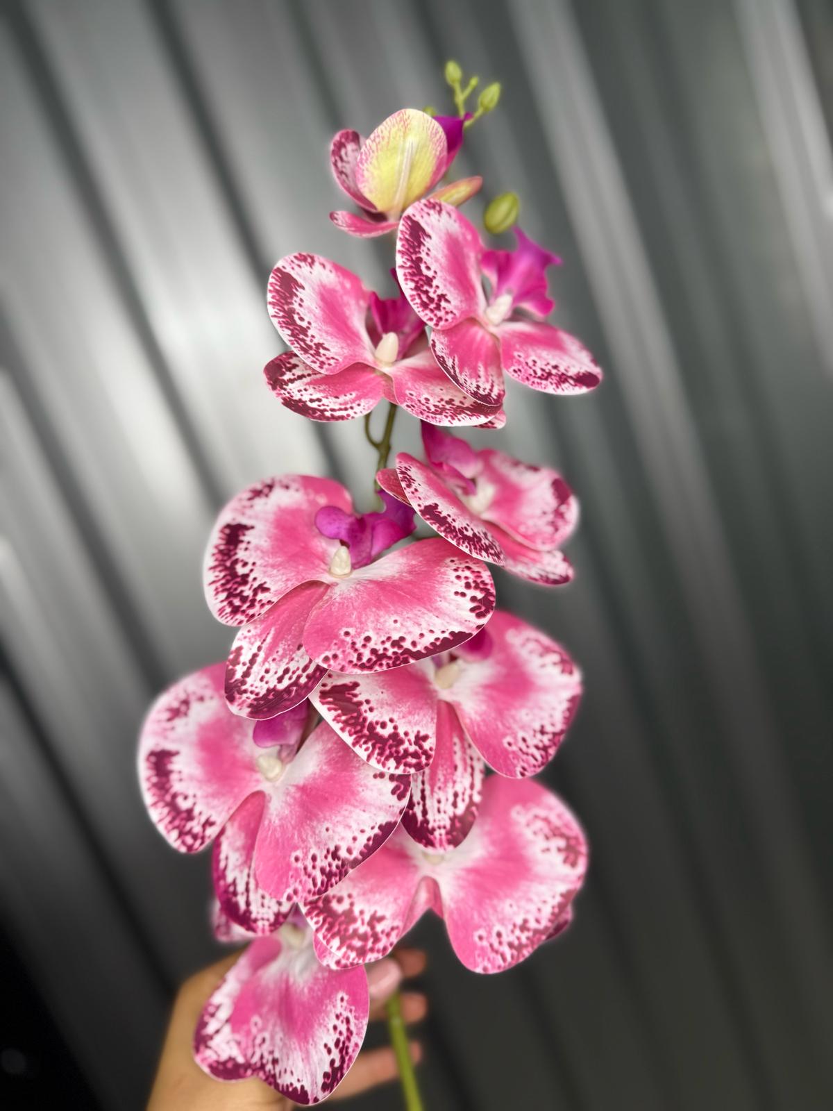 Hot Pink & Purple Fusion Orchid