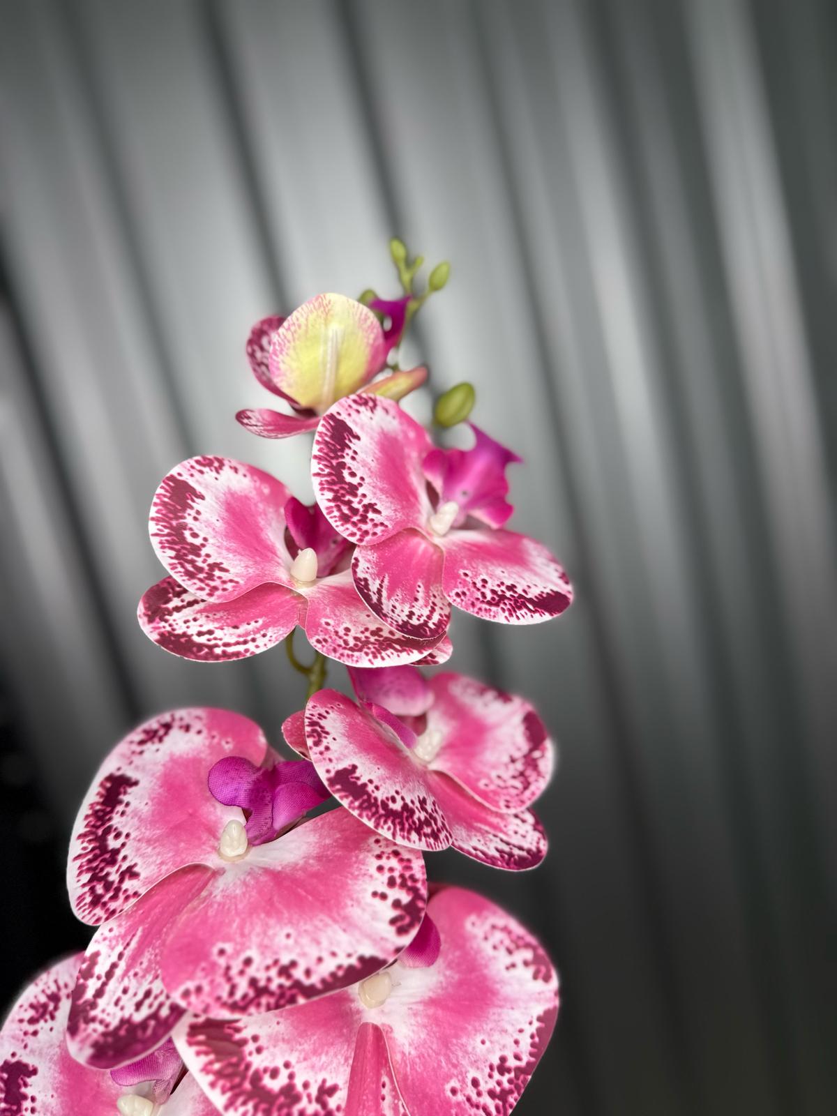 Hot Pink & Purple Fusion Orchid