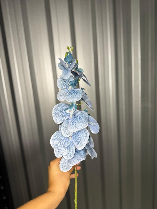 Baby Blue Fusion Orchid