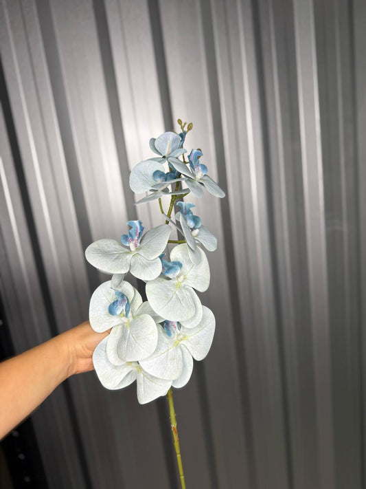 Sky Blue Orchid