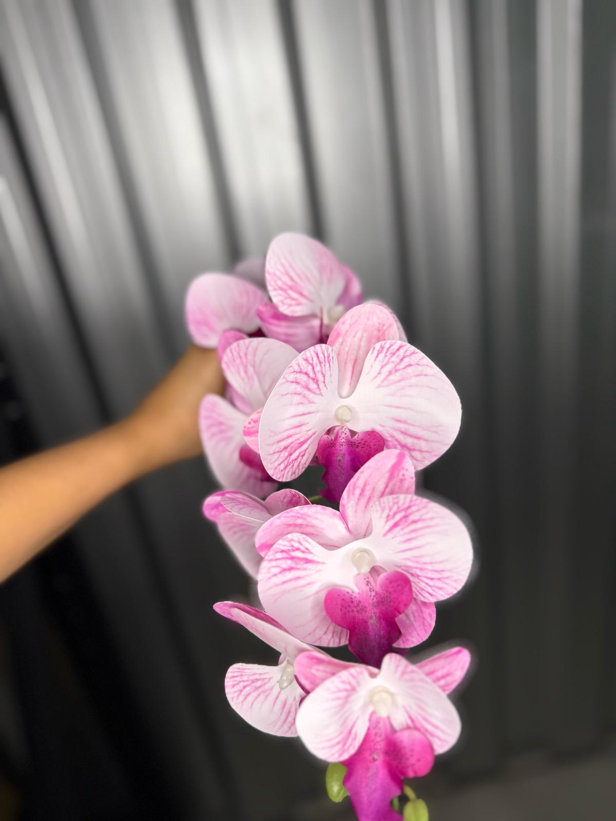 Light Pink & White Fusion Orchid