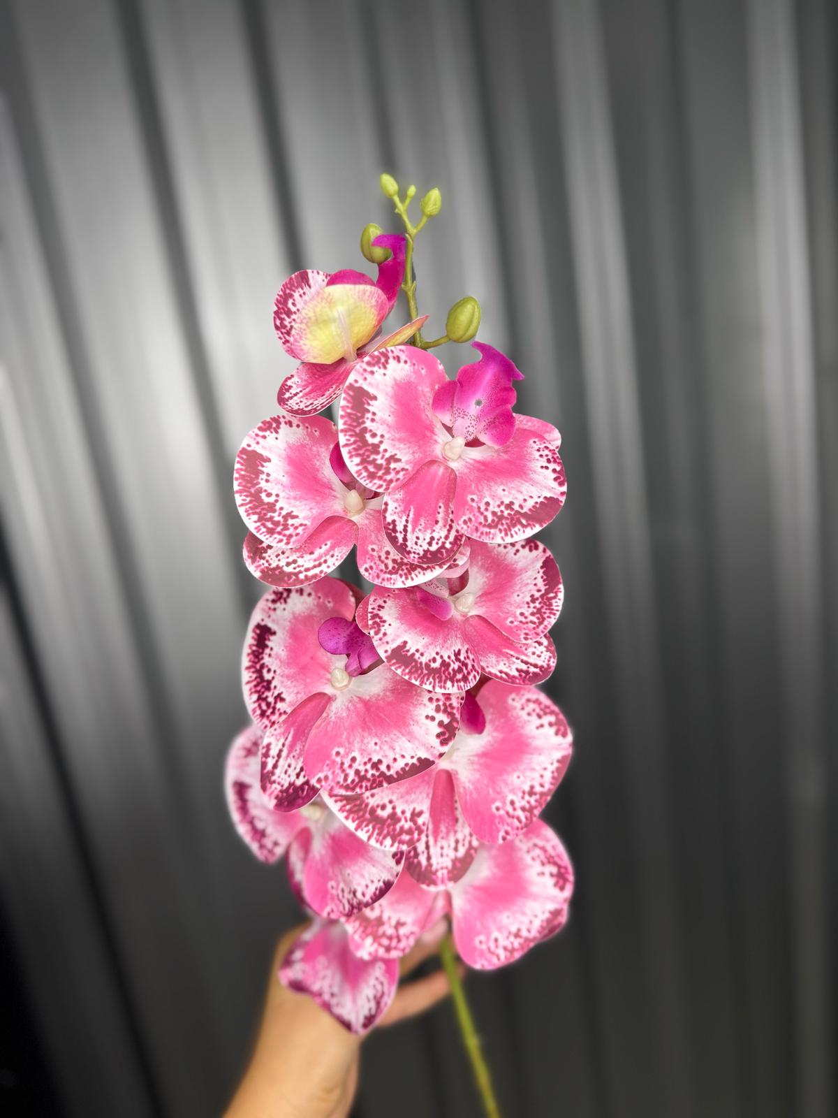 Hot Pink & Purple Fusion Orchid