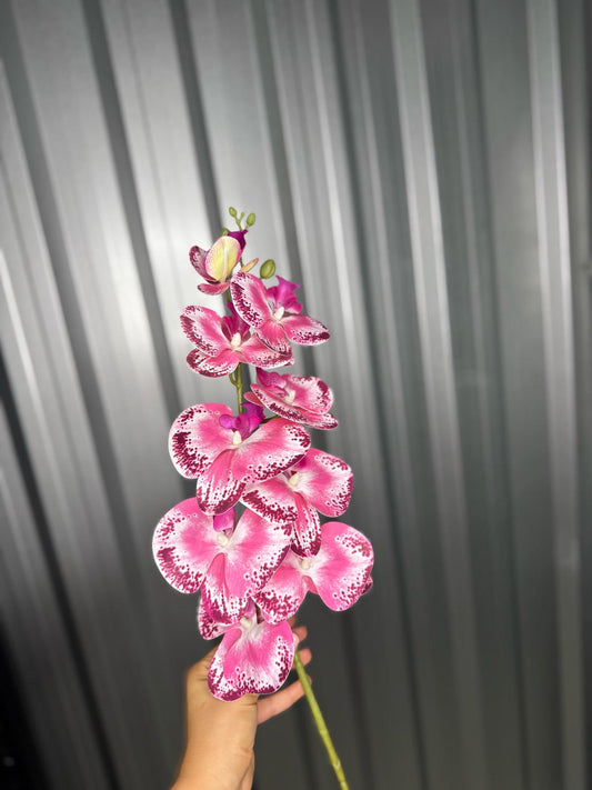 Hot Pink & Purple Fusion Orchid