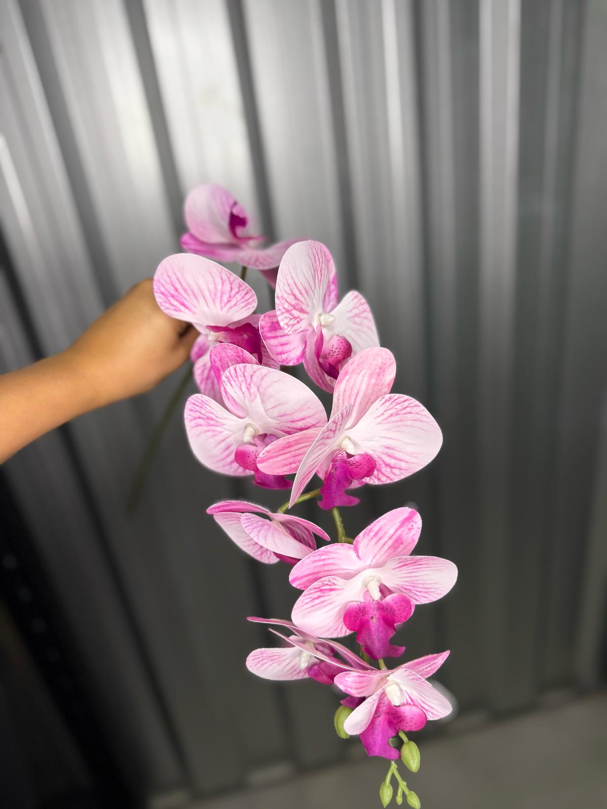 Light Pink & White Fusion Orchid