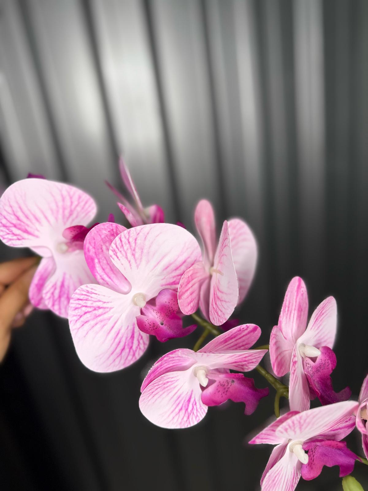 Light Pink & White Fusion Orchid