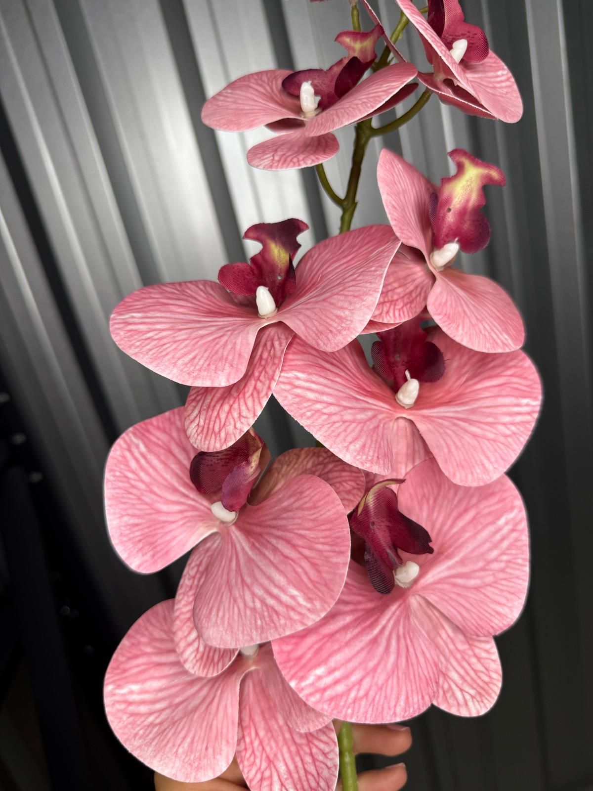 Burgundy Orchid