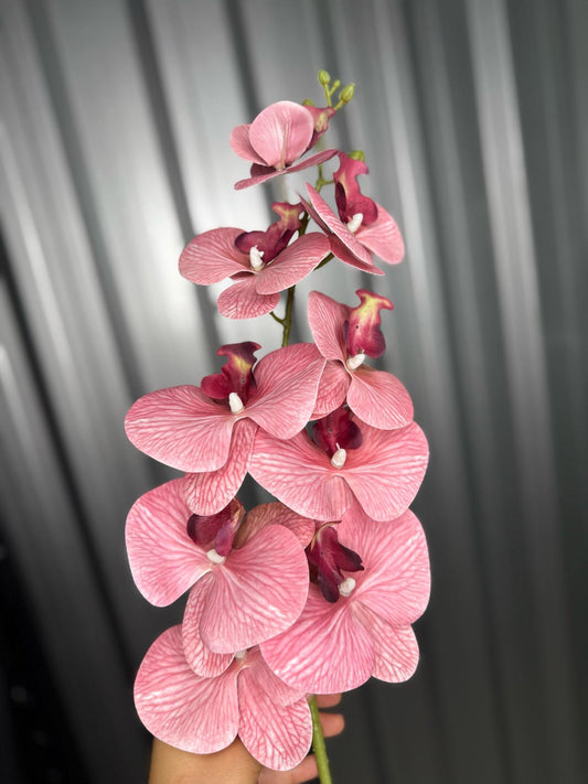 Burgundy Orchid