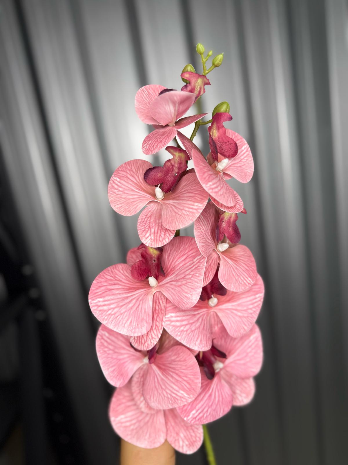 Burgundy Orchid