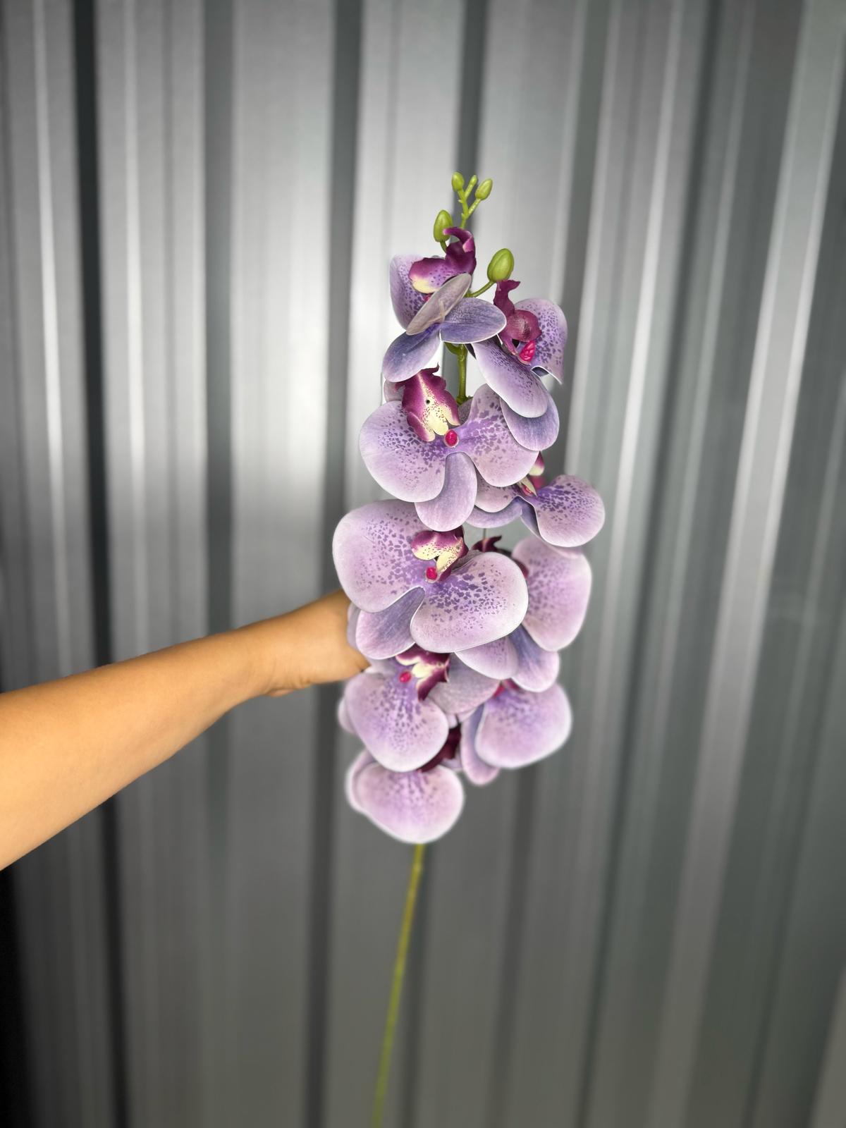Purple & White Fusion Orchid