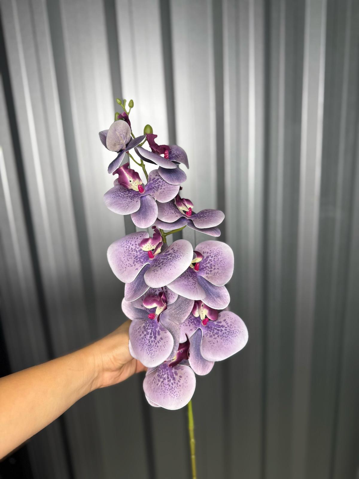 Purple & White Fusion Orchid
