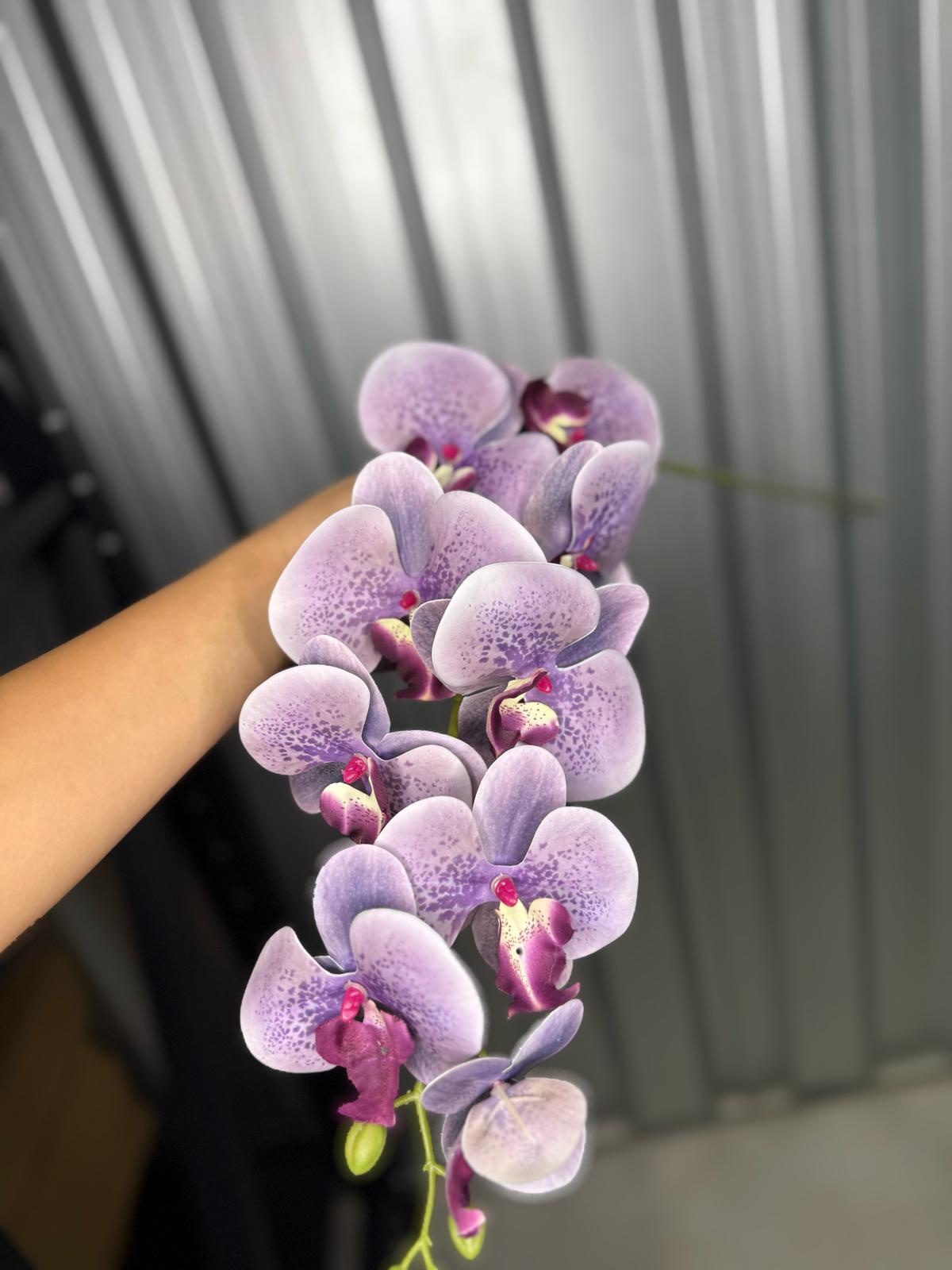 Purple & White Fusion Orchid