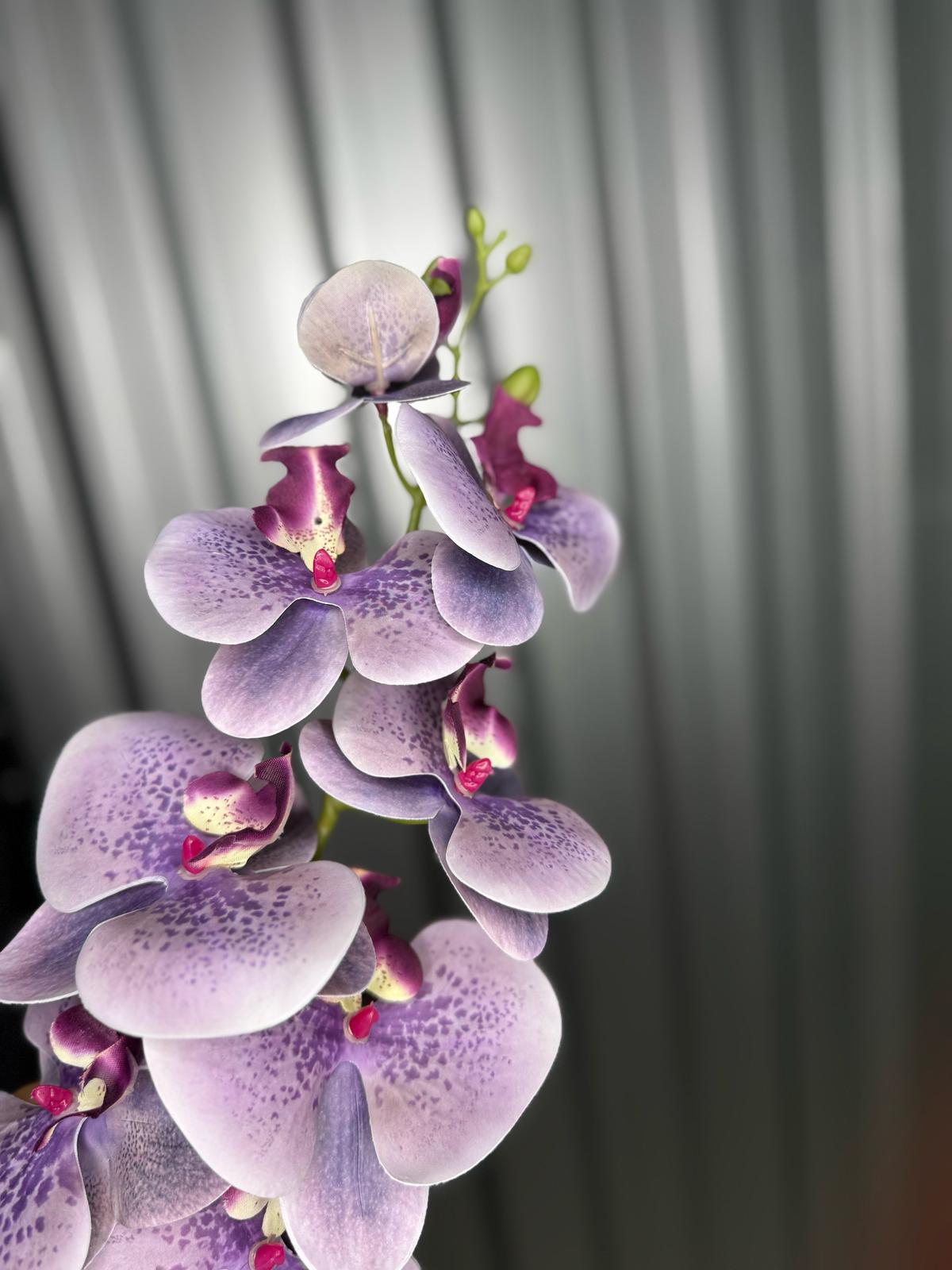 Purple & White Fusion Orchid